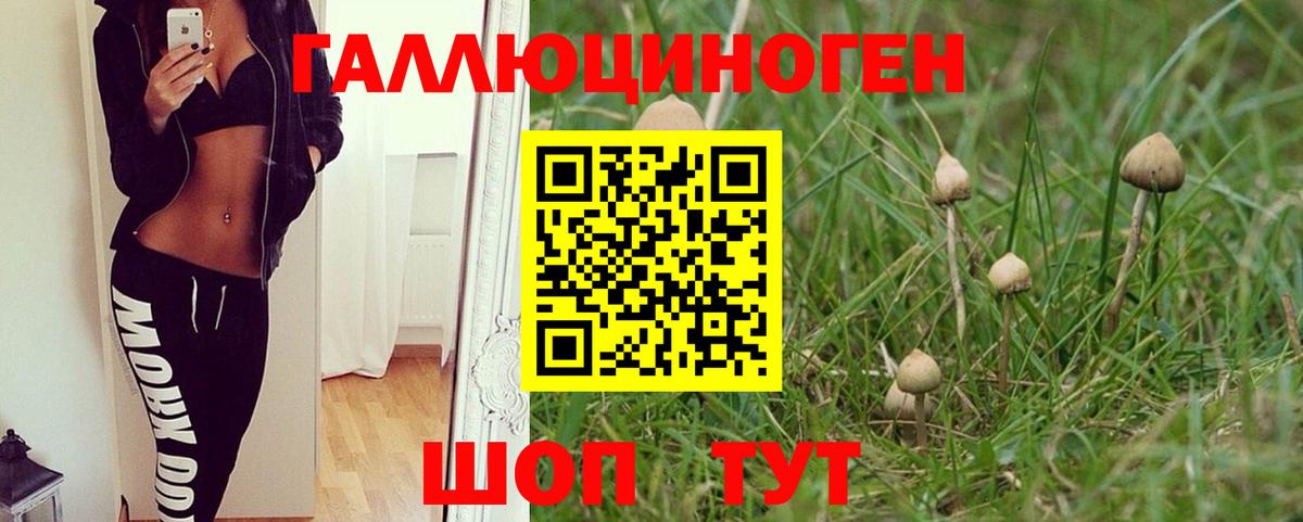 Псилоцибиновые грибы Psilocybine cubensis Гусев
